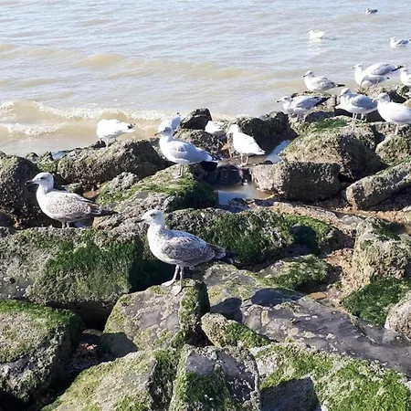 In Near The Beach, Cleaning Included Sint-Idesbald